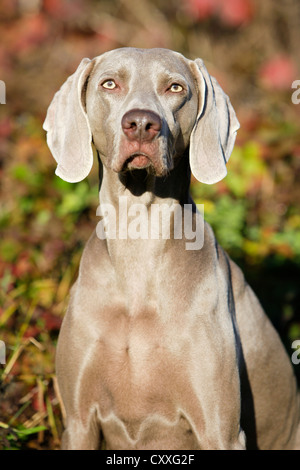 Weimaraner, Porträt, Nord-Tirol, Austria, Europe Stockfoto