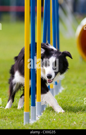 Border Collie läuft durch einen Slalom in einem Agilität Track, Nord-Tirol, Österreich, Europa Stockfoto