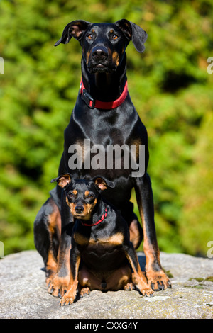 Dobermann und ein Zwergpinscher sitzt auf einem Felsen, Nord-Tirol, Österreich, Europa Stockfoto