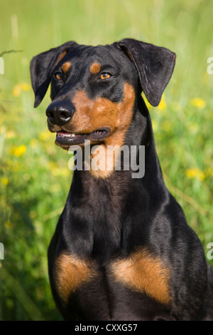 Deutsche Pinscher, Porträt, Oberösterreich, Österreich Stockfoto