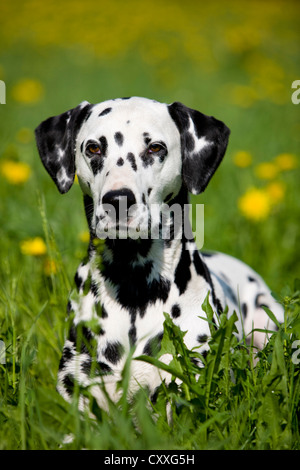 Dalmatiner, liegend in einer blumigen Wiese, Nord-Tirol, Österreich, Europa Stockfoto