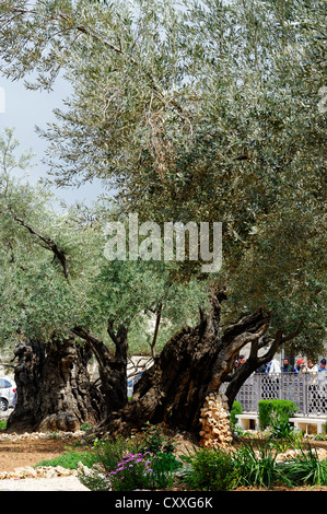 Olivenbäume im Garten Gethsemane am Fuße des Ölbergs in Jerusalem