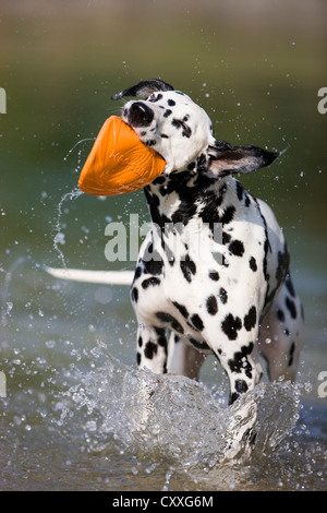 Dalmatiner mit einer Frisbee im Maul schütteln sich im Wasser, Nord-Tirol, Österreich, Europa Stockfoto