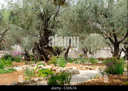 Olivenbäume (Olea Europaea) in den Garten Gethsemane, Ölberg, Jerusalem, Israel, Naher Osten Stockfoto