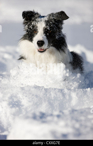 Border Collie laufen im Schnee, Nord-Tirol, Österreich, Europa Stockfoto