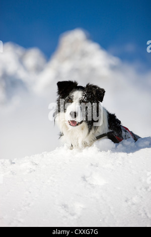 Border Collie, liegend im Schnee, Nord-Tirol, Österreich, Europa Stockfoto