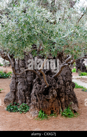 Olivenbume (Olea Europaea) in den Garten Gethsemane, lberg, Jerusalem,  Israel, Naher Osten Stockfotografie - Alamy