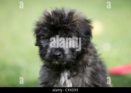 Pyrenäen-Schäferhund, Welpen, Porträt, Tirol, Österreich, Nordeuropa Stockfoto