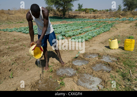 Kleinbäuerliche Landwirt seinen Eimer mit Gemüsegarten bewässern. Monze Bereich. Sambia. Stockfoto