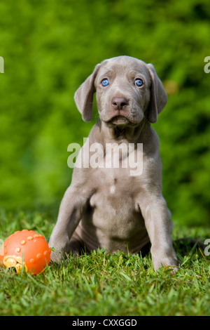 Weimaraner Hund, Welpe, sitzend in einer Wiese, Nord-Tirol, Österreich, Europa Stockfoto