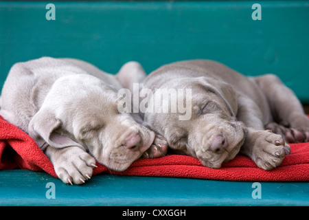 Weimaraner Hunde, Welpen, schlafen auf einer Bank, Nord-Tirol, Österreich, Europa Stockfoto