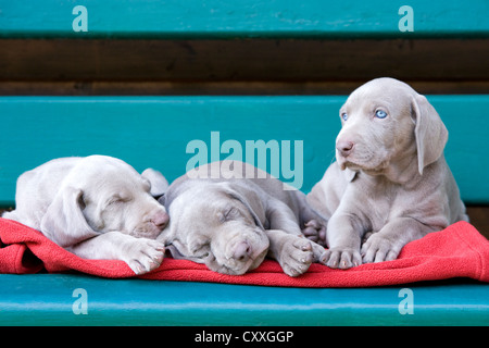 Weimaraner Hunde, Welpen, schlafen auf einer Bank, Nord-Tirol, Österreich, Europa Stockfoto