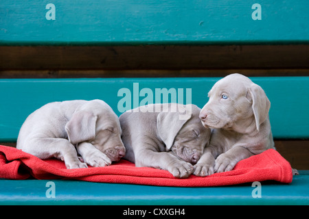 Weimaraner Hunde, Welpen, schlafen auf einer Bank, Nord-Tirol, Österreich, Europa Stockfoto