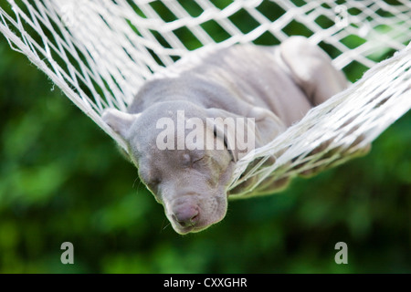 Weimaraner Hund, Welpe, schlafen in einer Hängematte, Nord-Tirol, Österreich, Europa Stockfoto
