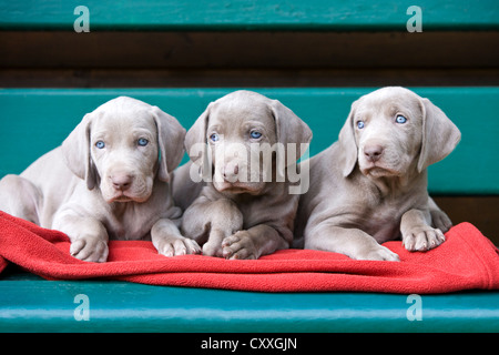 Weimaraner Hunde, Welpen, liegend auf einer Bank, Nord-Tirol, Österreich, Europa Stockfoto