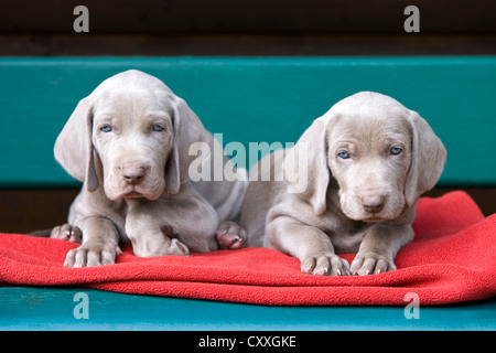 Weimaraner Hunde, Welpen, liegend auf einer Bank, Nord-Tirol, Österreich, Europa Stockfoto