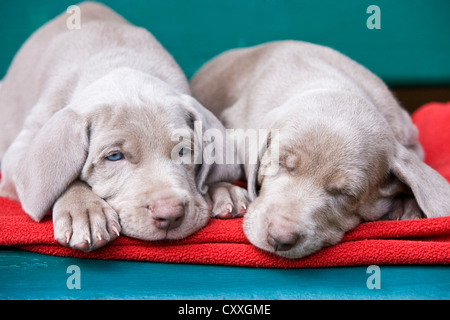 Weimaraner Hunde, Welpen, schlafen auf einer Bank, Nord-Tirol, Österreich, Europa Stockfoto