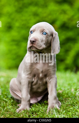 Weimaraner Hund, Welpe, sitzend auf Rasen, Nord-Tirol, Österreich, Europa Stockfoto