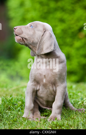 Weimaraner Hund, Welpe, sitzend auf Rasen, heulen, Nord-Tirol, Österreich, Europa Stockfoto