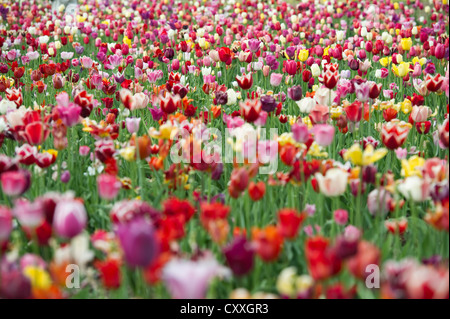 Bunten Tulpenfeld, Dreisamtal Tal, Gebirge Schwarzwald, Baden-Württemberg Stockfoto