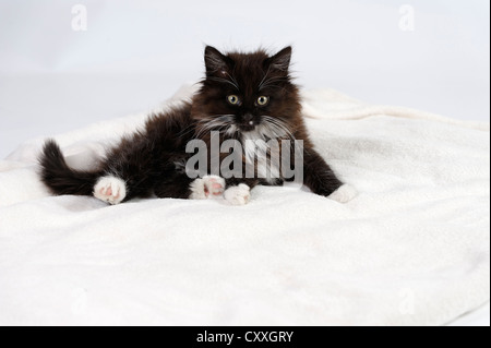 Junge langhaarige schwarze und weiße Katze Stockfoto