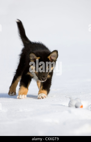 Australian Shepherd Welpen, Tricolor, laufen im Schnee mit Spielzeug, Nord-Tirol, Österreich, Europa Stockfoto