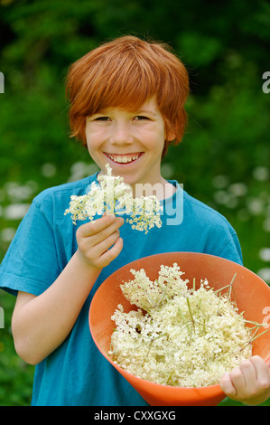 Junge mit frisch gepflückten Holunderblüten (Sambucus Nigra) Stockfoto