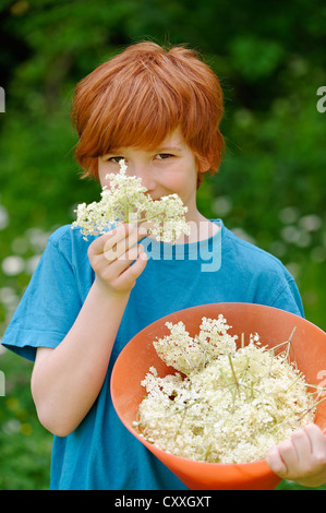 Junge mit frisch gepflückten Holunderblüten (Sambucus Nigra) Stockfoto