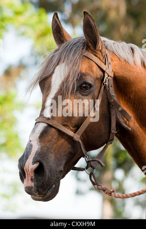 Andalusische Pferd, Porträt, El Rocio, Almonte, Huelva Provinz, Andalusien, Spanien, Europa Stockfoto