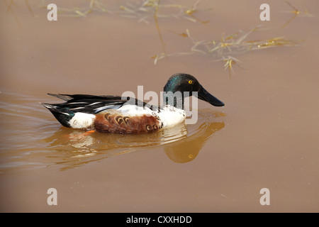 Nördlichen Löffelente oder Schauﬂer (Anas Clypeata), Drake, Burgenland, Österreich, Europa Stockfoto