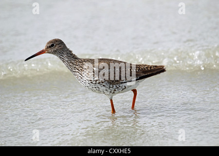 Gemeinsamen Rotschenkel (Tringa Totanus), Burgenland, Österreich, Europa Stockfoto