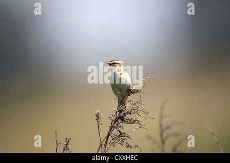 Schilfrohrsänger (Acrocephalus Schoenobaenus), singen, Burgenland, Österreich, Europa Stockfoto