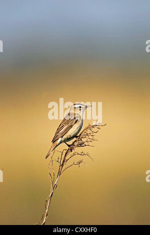 Schilfrohrsänger (Acrocephalus Schoenobaenus), Burgenland, Österreich, Europa Stockfoto