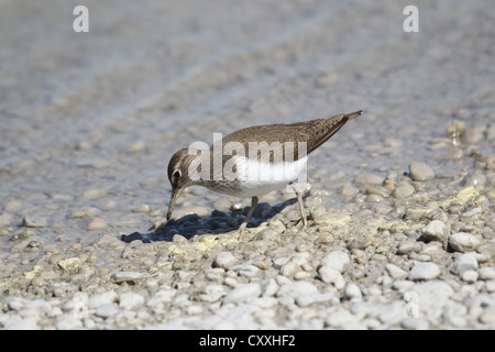 Flussuferläufer (Actitis Hypoleucos), Nahrungssuche auf dem River Bank, Burgenland, Österreich, Europa Stockfoto