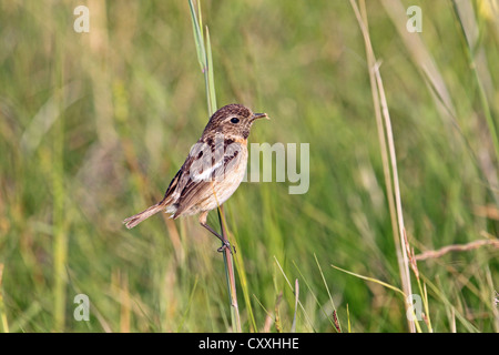 Afrikanische Schwarzkehlchen (Saxicola Torquata), weiblich in Feld Landschaft, Burgenland, Österreich, Europa Stockfoto