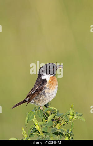 Afrikanische Schwarzkehlchen (Saxicola Torquata), männlich mit einer Kreuzspinne, Burgenland, Austria, Europe Stockfoto