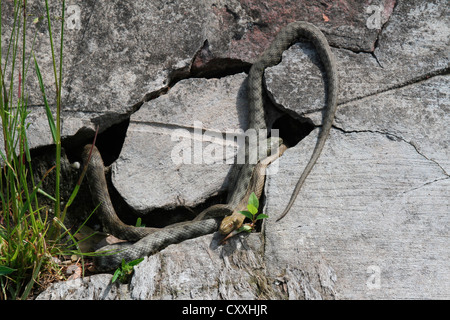 Würfel Schlangen (Natrix Tessellata), grau, braun und Gelb Farbe Varianten, Plattensee, Ungarn, Europa Stockfoto