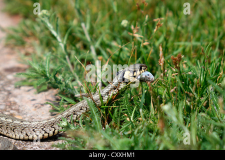 Ringelnatter (Natrix Natrix) mit einem erbeuteten Belica oder Moderlieschen (Leucaspius Delineatus), Plattensee, Ungarn, Europa Stockfoto