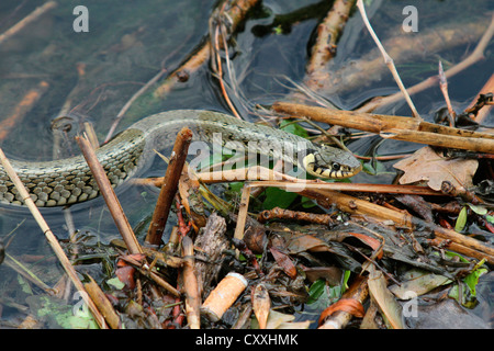 Ringelnatter (Natrix Natrix) im Wasser, Plattensee, Ungarn, Europa Stockfoto