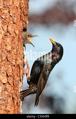 Star (Sturnus Vulgaris), adult füttern Jungvögel am Nistplatz, Allgäu, Bayern Stockfoto