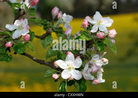 Apfelblüten, Apfelbaum (Malus Domestica), Mostviertel, muss Viertel, Niederösterreich, Österreich Stockfoto