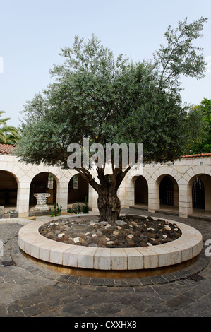 Multiplikation, Kirchhof mit Olivenbaum, Tabgha am See Genezareth, See Genezareth, Yam Kinneret See Tiberias Stockfoto