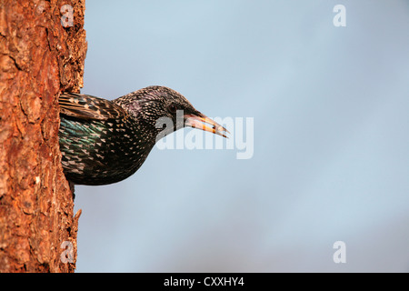 Star (Sturnus Vulgaris) verlassen ihre Verschachtelung Loch in ein Norwegen Fichte (Picea Abies), Allgäu, Bayern Stockfoto