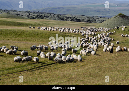 Schafherde auf einer grünen Wiese oder Weide, Senkung der Schafe in Handelsort, South Island, Island, Europa Stockfoto