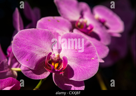 Orchideen (Orchidaceae), königlichen Blumengarten, Doi Tung Chiang Rai Provinz, Nord-Thailand, Thailand, Asien Stockfoto