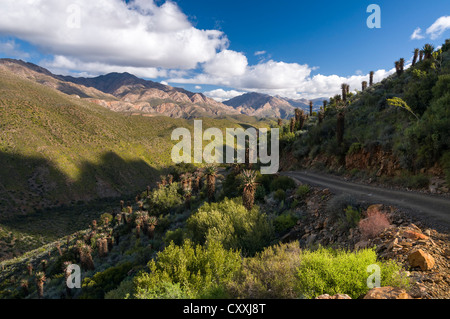 Schotterpiste, Cape, Bitter oder rot Aloe (Aloe Ferox), Swartberg Mountains, Western Cape, Südafrika, Afrika Stockfoto