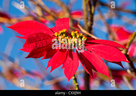 Blütenstand, Weihnachtsstern oder Weihnachtsstern (Euphorbia Pulcherrima), Südafrika, Afrika Stockfoto