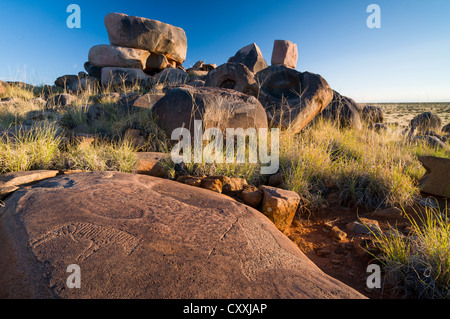 Petroglyphen, Felsgravuren der Buschmänner oder San, in der Nähe von Kenhardt, Northern Cape, Südafrika, Afrika Stockfoto