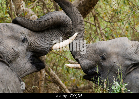 Elefanten (Loxodonta Africana) spielen, Krüger-Nationalpark, Limpopo, Südafrika, Afrika Stockfoto