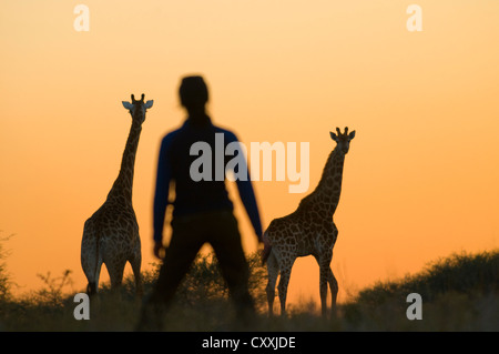 Silhouette einer Frau und Giraffen (Giraffa Plancius), Privatzoo, Limpopo, Südafrika, Afrika Stockfoto